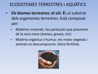 ECOSISTEMES TERRESTRES I AQUÀTICS
• Els biomes terrestres: el sòl. És el substrat
dels organismes terrestres. Està composat
per:
– Matèries minerals: les partícules que provenen
de la roca mare (arenes, graves, etc)
– Matèria orgànica o humus: els restes vegetals i
animals es descomposició. Dóna fertilitat.

 
