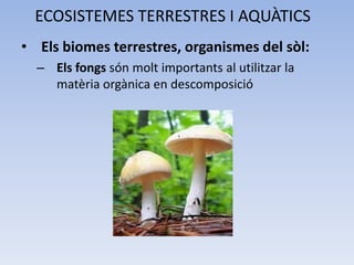 ECOSISTEMES TERRESTRES I AQUÀTICS
• Els biomes terrestres, organismes del sòl:
– Els fongs són molt importants al utilitzar la
matèria orgànica en descomposició

 