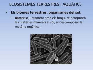 ECOSISTEMES TERRESTRES I AQUÀTICS
• Els biomes terrestres, organismes del sòl:
– Bacteris: juntament amb els fongs, reincorporen
les matèries minerals al sòl, al descomposar la
matèria orgànica.

 