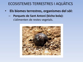 ECOSISTEMES TERRESTRES I AQUÀTICS
• Els biomes terrestres, organismes del sòl:
– Porquets de Sant Antoni (bicho bola):
s’alimenten de restes vegetals.

 