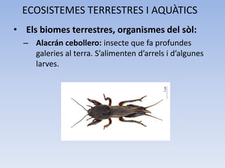 ECOSISTEMES TERRESTRES I AQUÀTICS
• Els biomes terrestres, organismes del sòl:
– Alacrán cebollero: insecte que fa profundes
galeries al terra. S’alimenten d’arrels i d’algunes
larves.

 