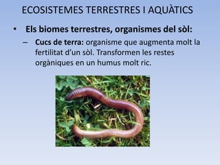 ECOSISTEMES TERRESTRES I AQUÀTICS
• Els biomes terrestres, organismes del sòl:
– Cucs de terra: organisme que augmenta molt la
fertilitat d’un sòl. Transformen les restes
orgàniques en un humus molt ric.

 