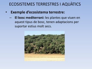 ECOSISTEMES TERRESTRES I AQUÀTICS
• Exemple d’ecosistema terrestre:
– El bosc mediterrani: les plantes que viuen en
aquest tipus de bosc, tenen adaptacions per
suportar estius molt secs.

 