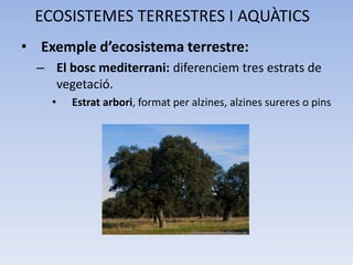 ECOSISTEMES TERRESTRES I AQUÀTICS
• Exemple d’ecosistema terrestre:
– El bosc mediterrani: diferenciem tres estrats de
vegetació.
•

Estrat arbori, format per alzines, alzines sureres o pins

 