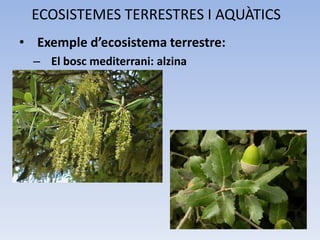 ECOSISTEMES TERRESTRES I AQUÀTICS
• Exemple d’ecosistema terrestre:
– El bosc mediterrani: alzina

 
