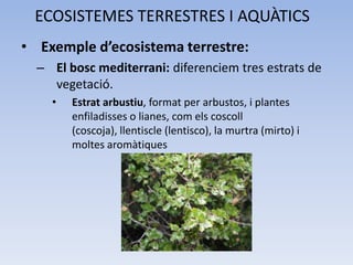ECOSISTEMES TERRESTRES I AQUÀTICS
• Exemple d’ecosistema terrestre:
– El bosc mediterrani: diferenciem tres estrats de
vegetació.
•

Estrat arbustiu, format per arbustos, i plantes
enfiladisses o lianes, com els coscoll
(coscoja), llentiscle (lentisco), la murtra (mirto) i
moltes aromàtiques

 