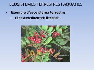 ECOSISTEMES TERRESTRES I AQUÀTICS
• Exemple d’ecosistema terrestre:
– El bosc mediterrani: llentiscle

 