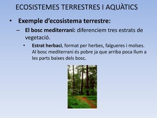ECOSISTEMES TERRESTRES I AQUÀTICS
• Exemple d’ecosistema terrestre:
– El bosc mediterrani: diferenciem tres estrats de
vegetació.
•

Estrat herbaci, format per herbes, falgueres i molses.
Al bosc mediterrani és pobre ja que arriba poca llum a
les parts baixes dels bosc.

 