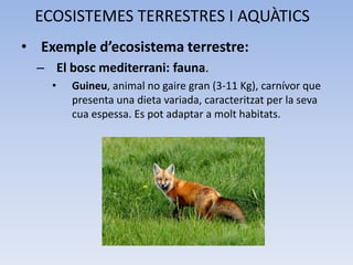 ECOSISTEMES TERRESTRES I AQUÀTICS
• Exemple d’ecosistema terrestre:
– El bosc mediterrani: fauna.
•

Guineu, animal no gaire gran (3-11 Kg), carnívor que
presenta una dieta variada, caracteritzat per la seva
cua espessa. Es pot adaptar a molt habitats.

 