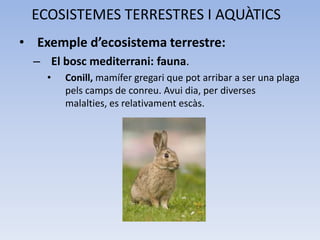 ECOSISTEMES TERRESTRES I AQUÀTICS
• Exemple d’ecosistema terrestre:
– El bosc mediterrani: fauna.
•

Conill, mamífer gregari que pot arribar a ser una plaga
pels camps de conreu. Avui dia, per diverses
malalties, es relativament escàs.

 