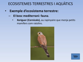 ECOSISTEMES TERRESTRES I AQUÀTICS
• Exemple d’ecosistema terrestre:
– El bosc mediterrani: fauna.
•

Xoriguer (Cernícalo), au rapinyaire que menja petits
mamífers com ratolins.

 