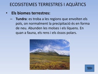 ECOSISTEMES TERRESTRES I AQUÀTICS
• Els biomes terrestres:
– Tundra: es troba a les regions que envolten els
pols, on normalment la precipitació és en forma
de neu. Abunden les molses i els líquens. En
quan a fauna, els rens i els óssos polars.

 