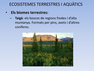 ECOSISTEMES TERRESTRES I AQUÀTICS
• Els biomes terrestres:
– Taigà: els boscos de regions fredes i d’alta
muntanya. Formats per pins, avets i d’altres
coníferes.

 