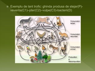  Exemplu de lant trofic: ghinda produsa de stejar(P)-
veverita(C1)–jder(C2)–vulpe(C3)-bacterii(D)
 