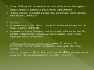  Stejarul înfloreşte în luna mai iar fructul acestuia este achena (ghinda).
-arbusti: macesul, paducelul, socul, cornul si porumbarul;
 -plante erbacee: golomatul, paiusul,rodul-pamantului, plante cu bulbi
care infloresc primavara.
 b)Fauna:
 -animale nevertebrate: viermi, paianjeni,insecte(croitorul lemnului de
stejar, inelarul), melcul etc.
 -animale vertebrate: broasca bruna, brotacelul, salamandra, soparla,
sarpele, ciocanitoarea, gugustiucul, cucul, pupaza, lupul, vulpea,
caprioara, ariciul, veverita etc.
c) Categorii trofice si lanturile trofice- avand in vedere cele
mentionate anterior, putem exemplifica un alt tip de lant trofic,
anume:
- frunza de stejar(produsa de arborele specific)(P)- omida paroasa a
stejarului(C1)- ciocanitoarea(C2)- lupul(C3)- ciuperci(D)
 