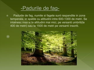  Padurile de fag, numite si fagete sunt raspandite in zona
temperata, in spatile cu altitudini intre 600-1300 de metri. Se
intalnesc insa si la altitudini mai mici, pe versanti umbriti(la
400 de metri) sau la 1500 de metri pe versanti insoriti.

 