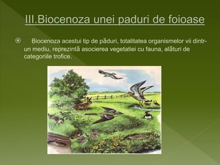  Biocenoza acestui tip de păduri, totalitatea organismelor vii dintr-
un mediu, reprezintă asocierea vegetatiei cu fauna, alături de
categoriile trofice.
 