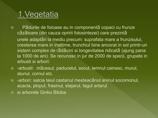  Pădurile de foioase au in componentă copaci cu frunze
căzătoare (din cauza opririi fotosintezei) care prezintă
unele adaptări la mediu precum: suprafata mare a frunzisului,
cresterea mare in inaltime, trunchiul bine ancorat in sol printr-un
sistem complex de rădăcini si longevitatea ridicată (ajung pana
la 1000 de ani). Se recunosc in jur de 2000 de specii, grupate in
arbusti si arbori:
 -arbusti: măcesul, paducelul, socul, lemnul cainesc, murul,
alunul, cornul etc.
 -arbori: salcia teiul castanul mesteacănul aninul socomonul,
acacia, plopul, frasinul, stejarul, fagul artarul
 si arborele Ginko Biloba
 