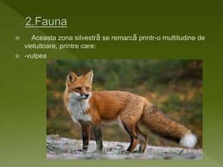  Aceasta zona silvestră se remarcă printr-o multitudine de
vietuitoare, printre care:
 -vulpea
 