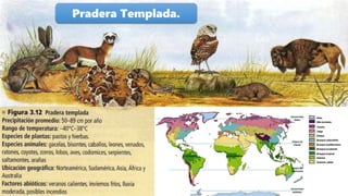 Pradera Templada.