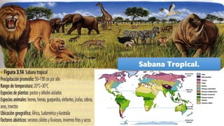 Sabana Tropical.