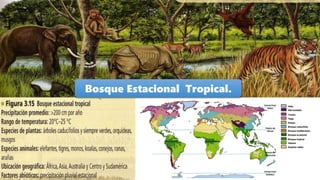 Bosque Estacional Tropical.