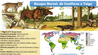 Bosque Boreal, de Coníferas o Taiga
 