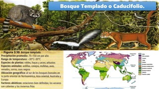 Bosque Templado o Caducifolio.