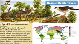 Bosque Mediterráneo.