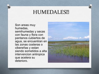 HUMEDALES﻿ 
Son areas muy 
humedas, 
semihumedas y secas 
con fauna y flora con 
pantanos cubiertos de 
agua, se encuentran en 
las zonas costeras o 
cibereñas y estan 
siendo sometidos a alta 
intervencion antropica 
que acelera su 
deterioro. 
