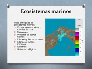 Ecosistemas marinos 
Tipos principales de 
ecosistemas marinos: 
O Formaciones coralinas o 
arrecifes de coral. 
O Manglares. 
O Praderas de pastos 
marinos. 
O Litorales y fondos rocosos. 
O Litorales y fondos 
arenosos. 
O Estuarios. 
O Sistemas pelágicos. 
 