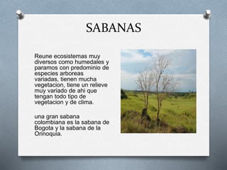 SABANAS 
Reune ecosistemas muy 
diversos como humedales y 
paramos con predominio de 
especies arboreas 
variadas, tienen mucha 
vegetacion, tiene un relieve 
muy variado de ahi que 
tengan todo tipo de 
vegetacion y de clima. 
una gran sabana 
colombiana es la sabana de 
Bogota y la sabana de la 
Orinoquia. 
 