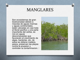 MANGLARES 
Son ecosistemas de gran 
biodiversidad debido a 
mezclas de aguas marinas 
y aguas continentales. 
estan ubicadas en casi toda 
el litoral pacifico y una parte 
importante del caribe, es 
rico en aguas 
descompuestas que 
favorecen el crecimiento de 
algas, bacterias, etc, de 
estos se obtiene madera, 
pesca, preservan las playas 
contra la erupsion y 
controlan la contaminacion.﻿ 
 