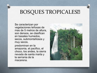 BOSQUES TROPICALES﻿ 
Se caracterizan por 
vegetaciones leñosas de 
mas de 5 metros de altura, 
son densos, se clasifican 
en basales humedos, 
secos, submontañosos y 
muy secos. 
predominan en la 
amazonia, el pacifico, el 
choco, los andes, la sierra 
nevada de santa marta y 
la serrania de la 
macarena. 
 