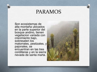 PARAMOS 
﻿Son ecosistemas de 
alta montaña ubicados 
en la parte superior del 
bosque andino, tienen 
vegetacion variada con 
crecimiento bajo, 
sobresalen los 
matorrales, pestizales, y 
pajonales, se 
encuentran en las tres 
cordilleras y en la sierra 
nevada de santa marta. 
 
