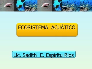 ECOSISTEMA  ACUÀTICO Lic. Sadith  E. Espìritu Rios 