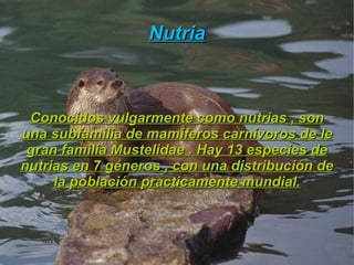 Animales que viven en los biomas acuáticos 