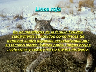 Murciélago orejudo dorado Tiene orejas muy peculiares , de un gran tamaño y con un pliege característico . Es muy parecido al orejudo gris, un mamífero menos común , pero ambas especies  se separaron en la década de 1960 por los científicos. 