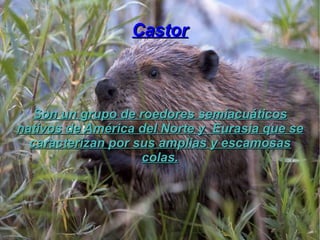 Coipo Es una especie de roedor propia de Sudamérica , parecido al castor. También se le conoce con el nombre de origen tup...