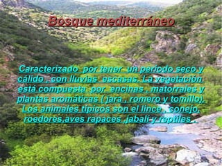 Bosque mediterráneo Caracterizado  por tener  un periodo seco y cálido , con lluvias  escasas. La vegetación  está compues...