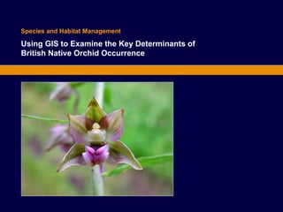 Species and Habitat Management 
Using GIS to Examine the Key Determinants of 
British Native Orchid Occurrence 
 