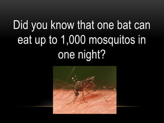 Did you know that one bat can
eat up to 1,000 mosquitos in
one night?
 