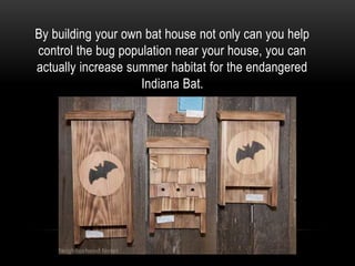 By building your own bat house not only can you help
control the bug population near your house, you can
actually increase summer habitat for the endangered
Indiana Bat.
 