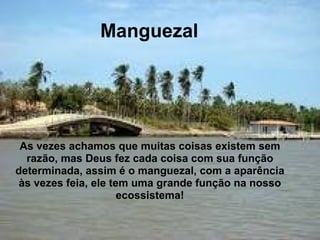   Manguezal                As vezes achamos que muitas coisas existem sem razão, mas Deus fez cada coisa com sua função determinada, assim é o manguezal, com a aparência às vezes feia, ele tem uma grande função na nosso ecossistema! 