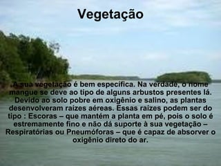 Vegetação               A sua vegetação é bem específica. Na verdade, o nome mangue se deve ao tipo de alguns arbustos presentes lá. Devido ao solo pobre em oxigênio e salino, as plantas desenvolveram raízes aéreas. Essas raízes podem ser do tipo : Escoras – que mantém a planta em pé, pois o solo é estremamente fino e não dá suporte à sua vegetação – Respiratórias ou Pneumóforas – que é capaz de absorver o oxigênio direto do ar. 