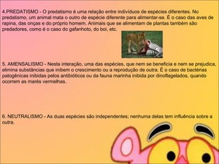 4.PREDATISMO - O predatismo é uma relação entre indivíduos de espécies diferentes. No predatismo, um animal mata o outro de espécie diferente para alimentar-se. É o caso das aves de rapina, das onças e do próprio homem. Animais que se alimentam de plantas também são predadores, como é o caso do gafanhoto, do boi, etc.   5. AMENSALISMO - Nesta interação, uma das espécies, que nem se beneficia e nem se prejudica, elimina substâncias que inibem o crescimento ou a reprodução de outra. É o caso de bactérias patogênicas inibidas pelos antibióticos ou da fauna marinha inibida por dinoflagelados, quando ocorrem as marés vermelhas.   6. NEUTRALISMO - As duas espécies são independentes; nenhuma delas tem influência sobre a outra.   