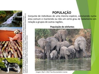 POPULAÇÃO
Conjunto de indivíduos de uma mesma espécie, convivendo numa
área comum e mantendo ou não um certo grau de isolamento em
relação a grupos de outras regiões.
População de elefantes
CIÊNCIAS, 7º Ano do Ensino Fundamental
Nível de organização ecológico: População, Comunidade,
Ecossistema e Biosfera
Imagem:(a)Hawkthedruid/GNUFreeDocumentationLicense;(b)CaptureQueen/Creative
CommonsAttribution2.0Generic;(c)RufinoUribe/CreativeCommonsAttribution-ShareAlike2.0
Generice(d):Utopialand/GNUFreeDocumentationLicense
Imagem: Dfg13 / GNU Free Documentation License
 