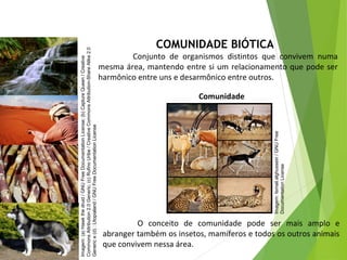 COMUNIDADE BIÓTICA
Conjunto de organismos distintos que convivem numa
mesma área, mantendo entre si um relacionamento que pode ser
harmônico entre uns e desarmônico entre outros.
O conceito de comunidade pode ser mais amplo e
abranger também os insetos, mamíferos e todos os outros animais
que convivem nessa área.
Comunidade
CIÊNCIAS, 7º Ano do Ensino Fundamental
Nível de organização ecológico: População, Comunidade,
Ecossistema e Biosfera
Imagem:(a)Hawkthedruid/GNUFreeDocumentationLicense;(b)CaptureQueen/Creative
CommonsAttribution2.0Generic;(c)RufinoUribe/CreativeCommonsAttribution-ShareAlike2.0
Generice(d):Utopialand/GNUFreeDocumentationLicense
Imagem:Ismail.alghussein/GNUFree
DocumentationLicense
 