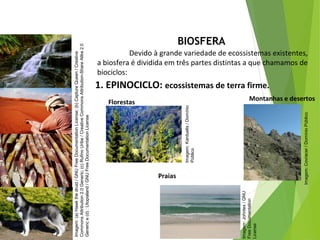Devido à grande variedade de ecossistemas existentes,
a biosfera é dividida em três partes distintas a que chamamos de
biociclos:
BIOSFERA
1. EPINOCICLO: ecossistemas de terra firme.
CIÊNCIAS, 7º Ano do Ensino Fundamental
Nível de organização ecológico: População, Comunidade,
Ecossistema e Biosfera
Imagem:(a)Hawkthedruid/GNUFreeDocumentationLicense;(b)CaptureQueen/Creative
CommonsAttribution2.0Generic;(c)RufinoUribe/CreativeCommonsAttribution-ShareAlike2.0
Generice(d):Utopialand/GNUFreeDocumentationLicense
Florestas
Imagem:Karduelis/Domínio
Público
Praias
Imagem:Johntex/GNU
FreeDocumentation
License
Montanhas e desertos
Imagem:Covracer/DomínioPúblico
 