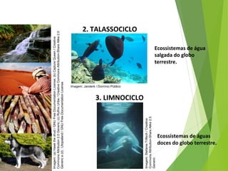 2. TALASSOCICLO
Ecossistemas de água
salgada do globo
terrestre.
3. LIMNOCICLO
Ecossistemas de águas
doces do globo terrestre.
CIÊNCIAS, 7º Ano do Ensino Fundamental
Nível de organização ecológico: População, Comunidade,
Ecossistema e Biosfera
Imagem:(a)Hawkthedruid/GNUFreeDocumentationLicense;(b)CaptureQueen/Creative
CommonsAttribution2.0Generic;(c)RufinoUribe/CreativeCommonsAttribution-ShareAlike2.0
Generice(d):Utopialand/GNUFreeDocumentationLicense
Imagem: Janderk / Domínio Público
Imagem:StefanieTriltsch/Creative
CommonsAttribution-ShareAlike2.5
Generic
 